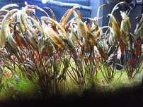 Cryptocoryne roślinki