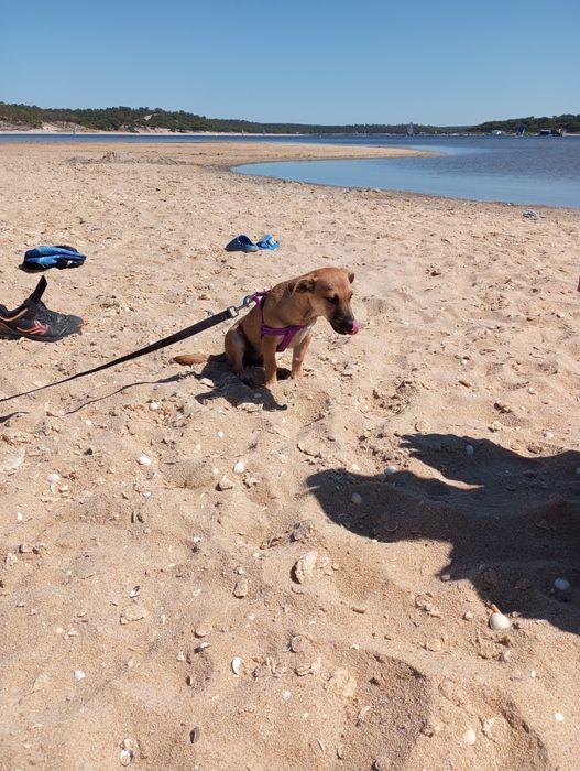 Da se cadela de porte pequeno