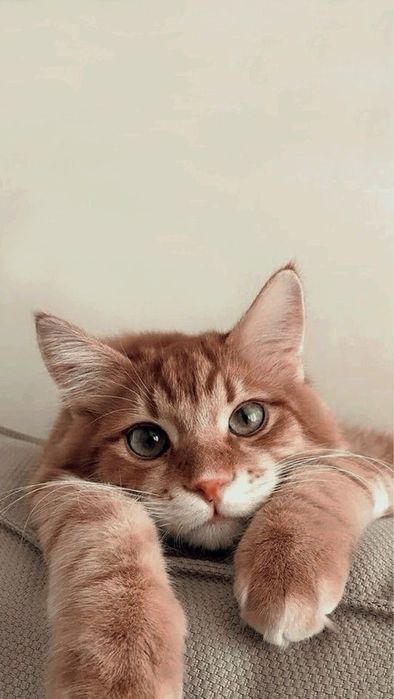 Перетримка кішок і собак