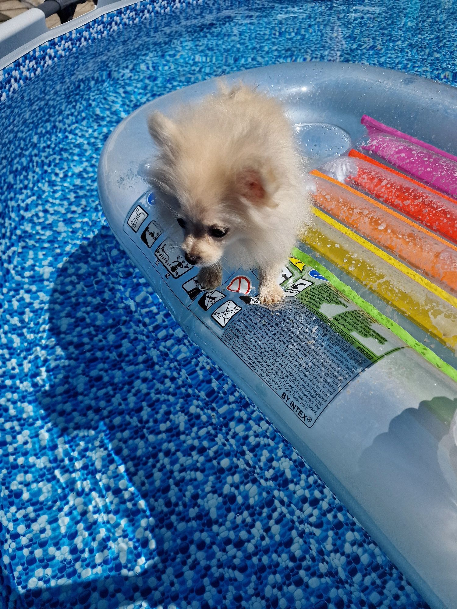 Lulu Pomerânia - Spitz Anão Macho