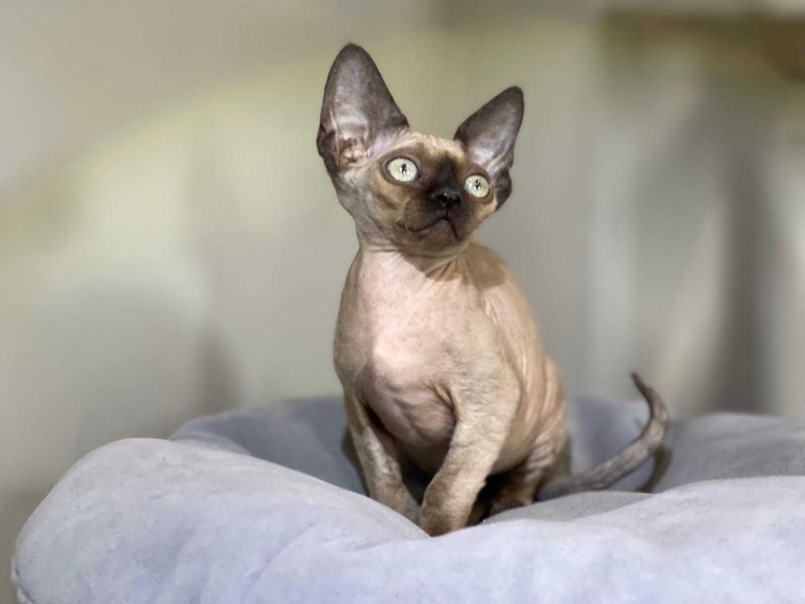 Devon rex, kocurek ,Fpl