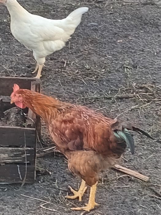 Пiвнi, петушки молодi, на зараз 4 мic.