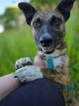 Miodek – mały, pełen życia psiak szuka domu! Adopcja