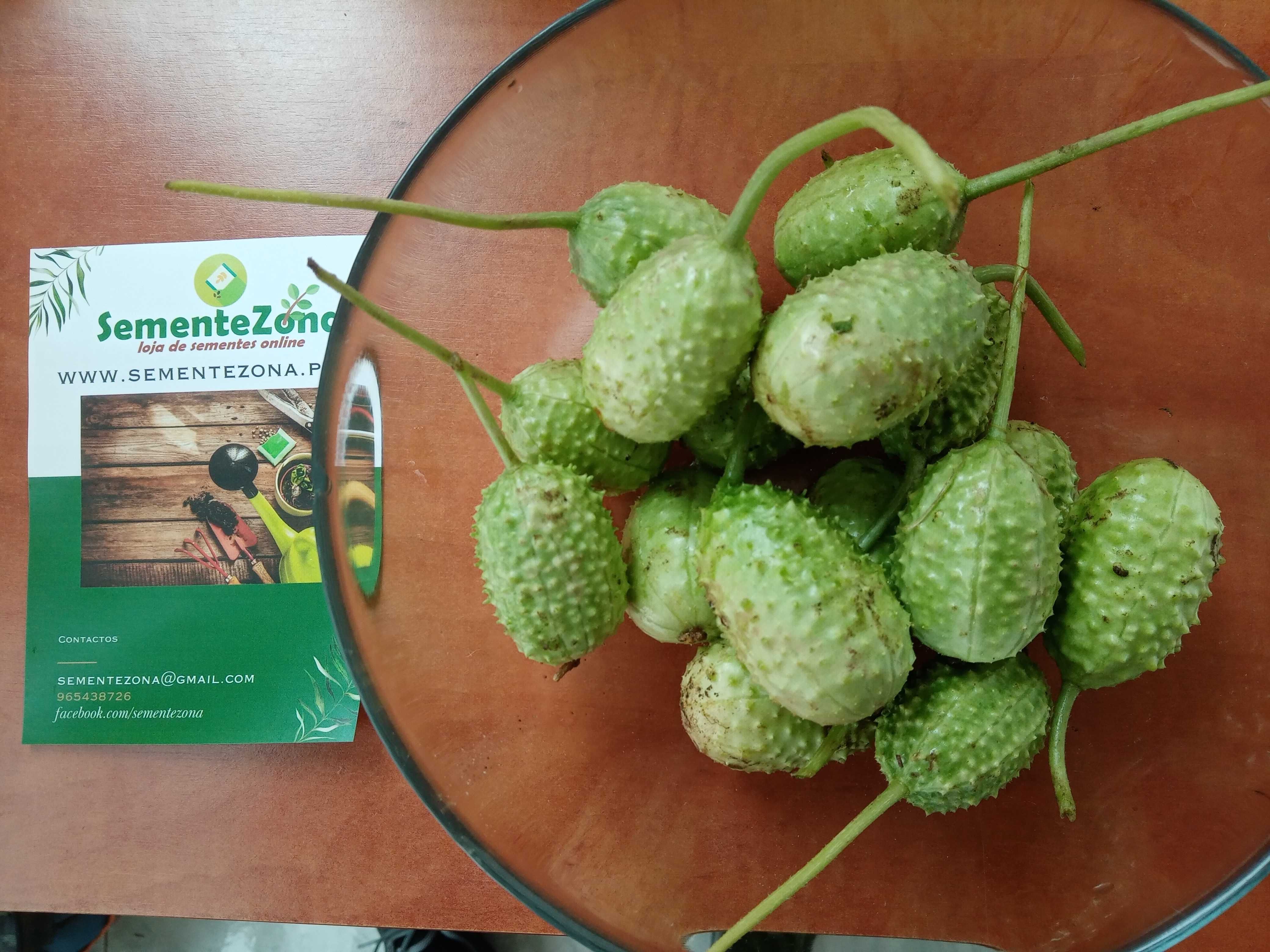 50 Sementes de Pepino Maxixe - cucumis anguria