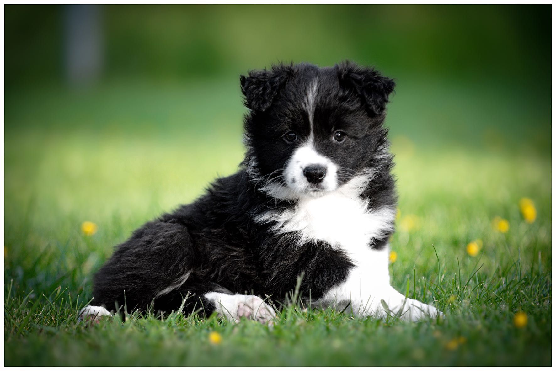 Border Collie ZKwP FCI