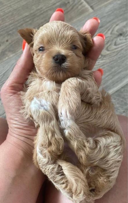 Premium Мальтипу только у нас