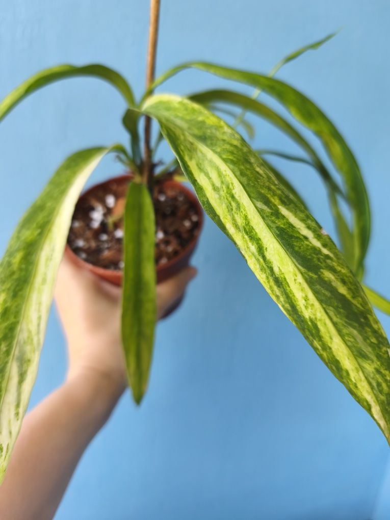 Антуріум Vittarifolium variegata