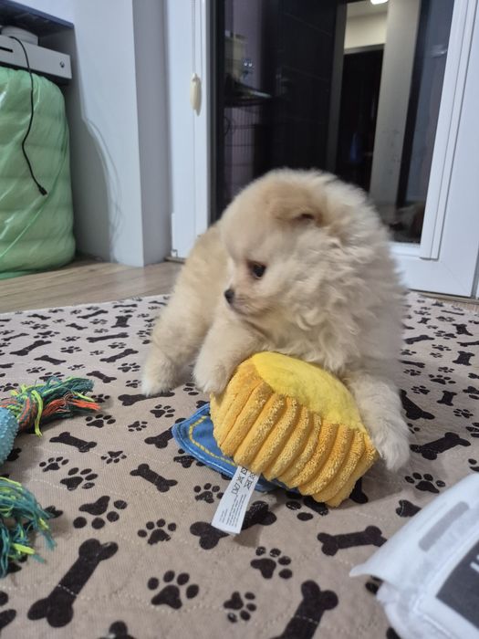 Szpic miniaturowy - GOTOWE DO ODBIORU