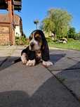 Basset Hound Szczeniaki Gotowe do Odbioru