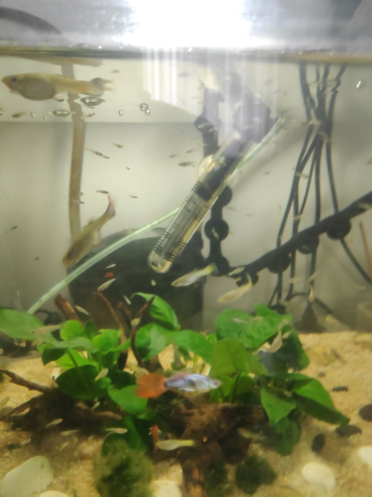 Guppies Variados