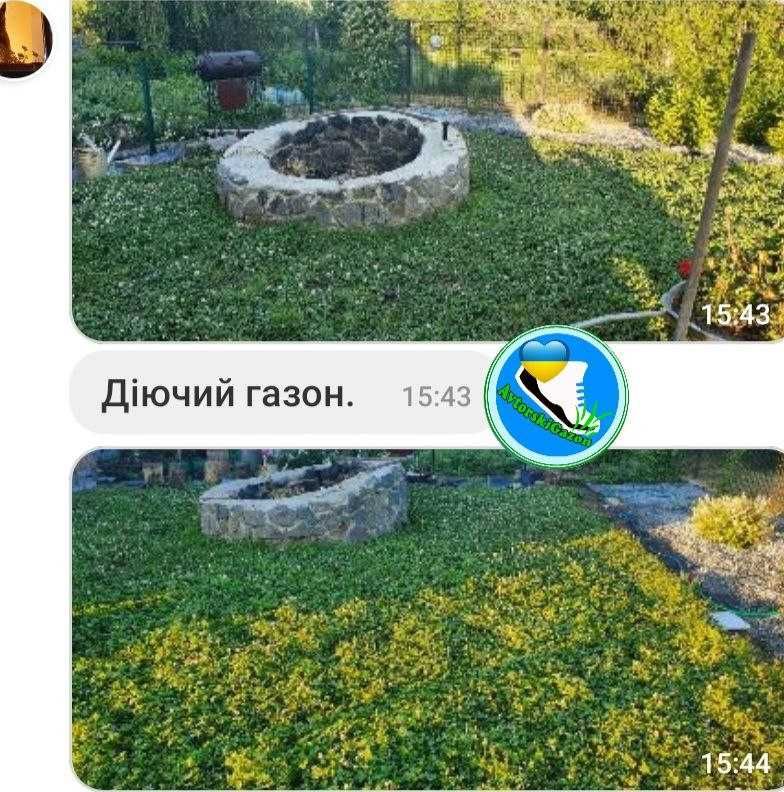 КЛЕВЕР лилипут Ривендел micro 100% многолетний газон с цветами семена