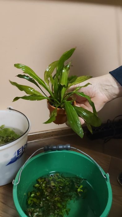 Żabienica Amazońska