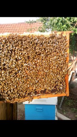 Свои Пчелопакеты 1500 Запорожские