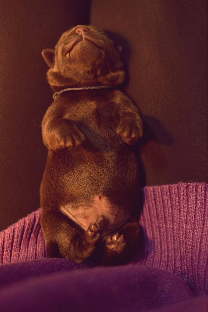 Labrador Retriever czekoladowe - piesek gotowy do odbioru