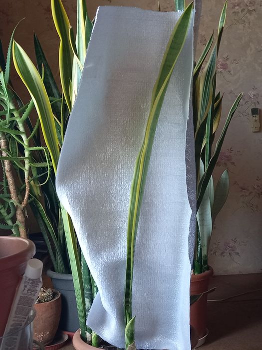 Сансевєрії  різних сортів. Декоративнолистні