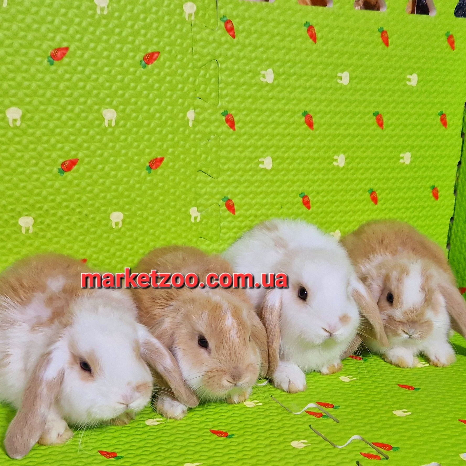 Карликовые карликові мини міні mini lop кролики вислоухие баранчики