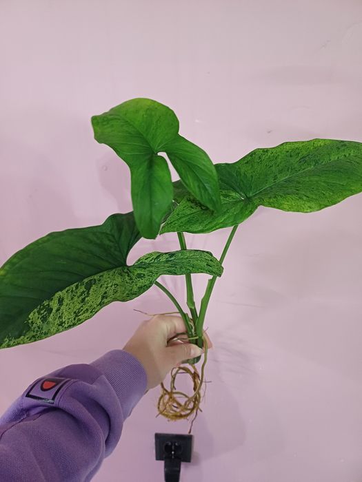 Syngonium mohito sadzonka