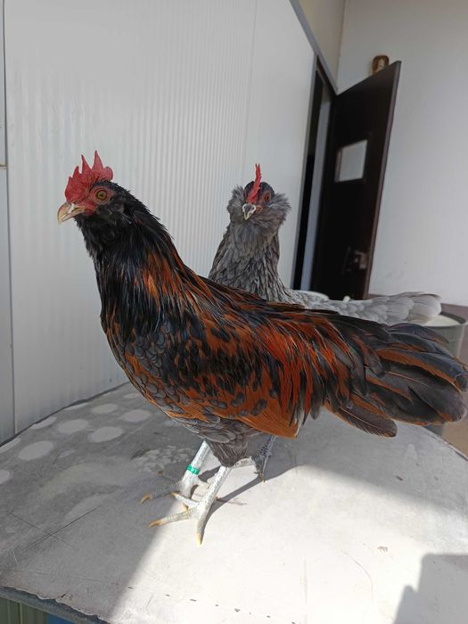 Casais de Barbudas da Thuringia