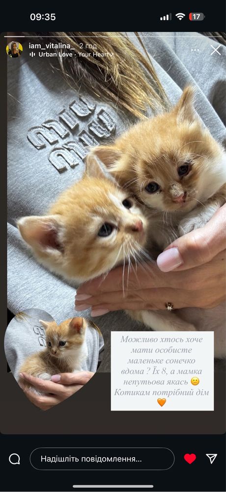 Кошенята в добрі  руки