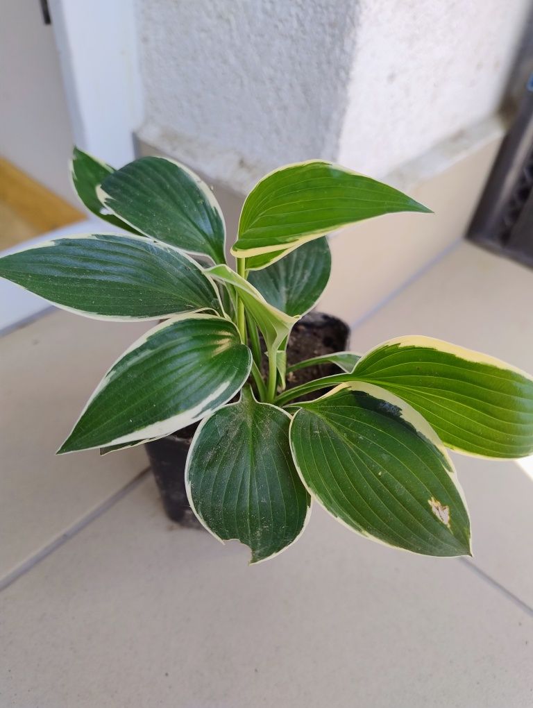 Funkia/hosta dwubarwna, zestaw 2 doniczek z roślinami