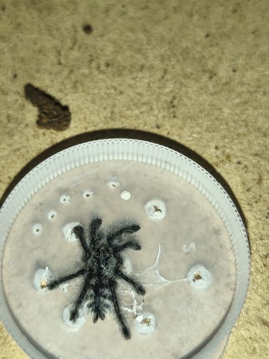 Avicularia purpurea L2/3
