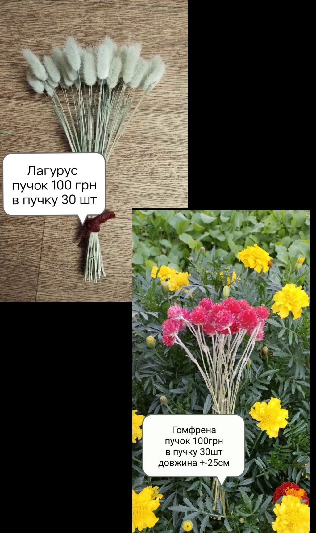 Сухоцвіти цмин піщаний сухоцвіти декоративний