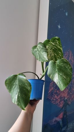 Rosnąca roślina monstera variegata całość. 4 liście!