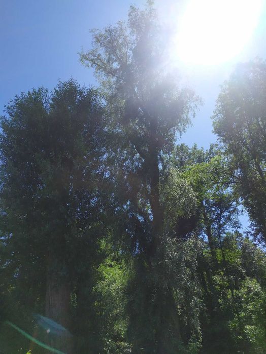 Wycinka drzew Ścinka drzew