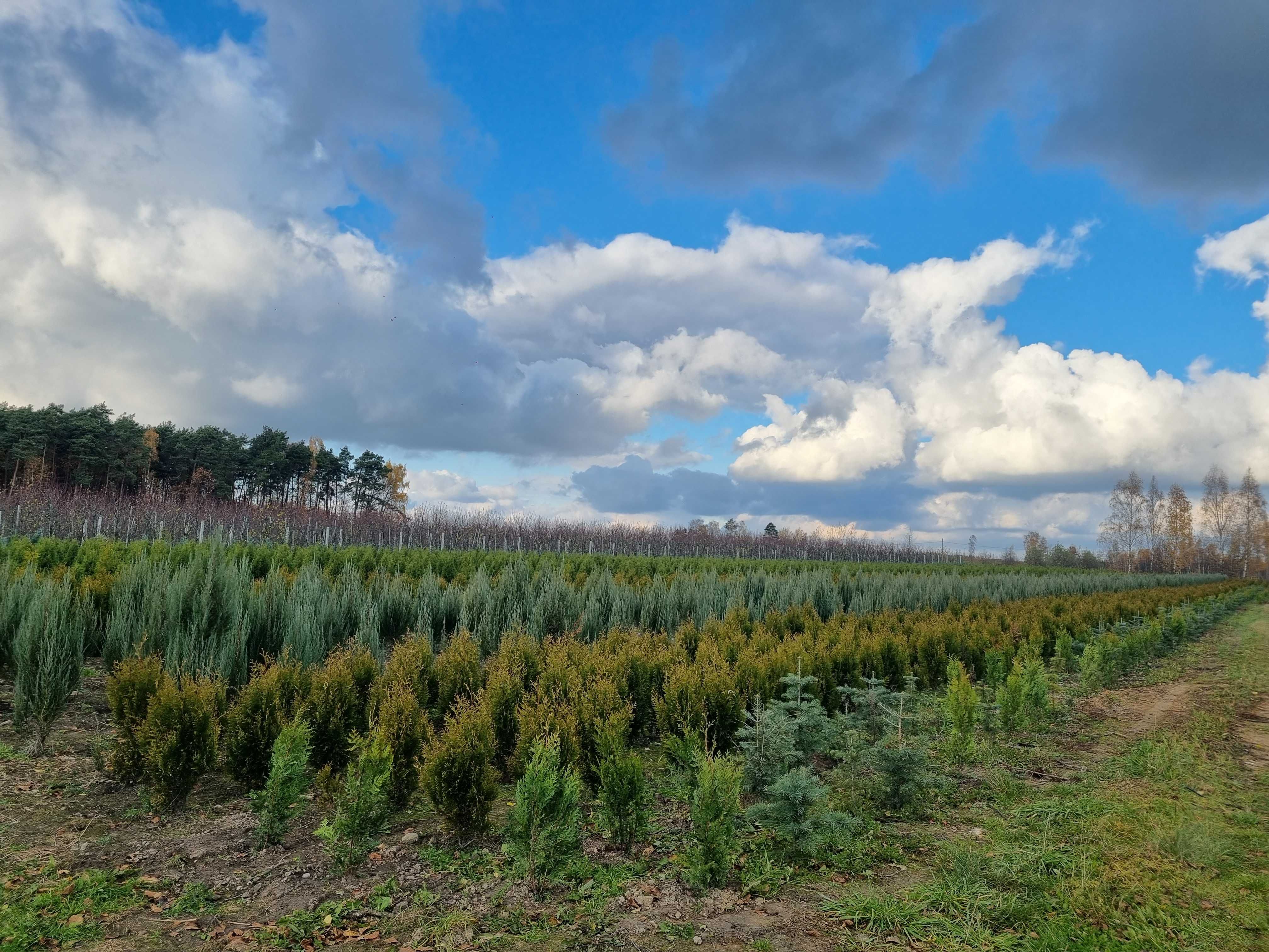 Tuja szmaragd 100 cm, żywotnik zachodni ,,smaragd", Thuja occidentalis