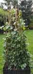 Duże bluszcze pnącza hedera helix 130-150cm