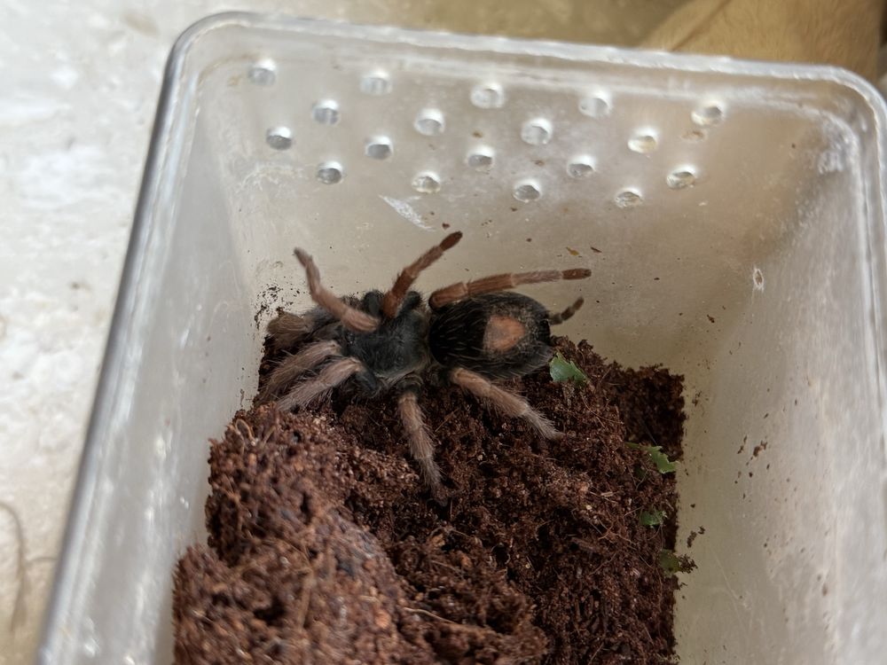 Ptaszniki Hodowla