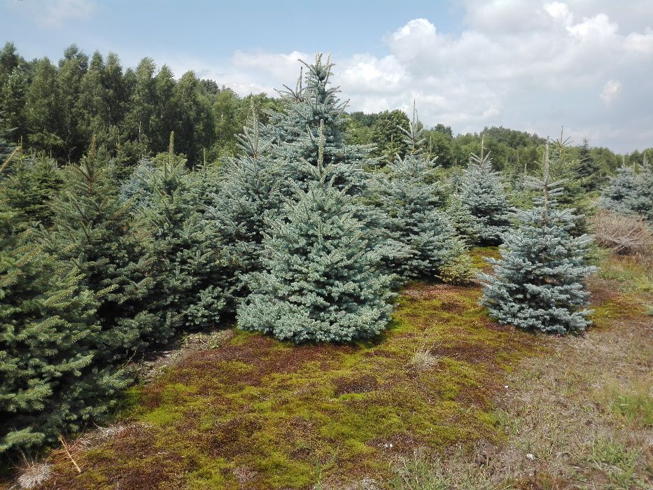 Świerk srebrny, jodła kaukaska do 300cm, transport , sadzimy