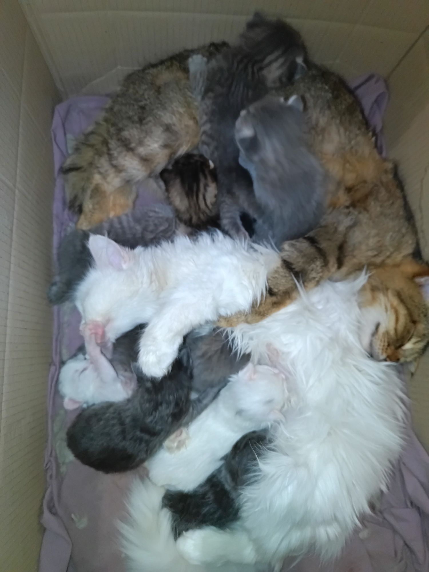 Отдам котят бесплатно