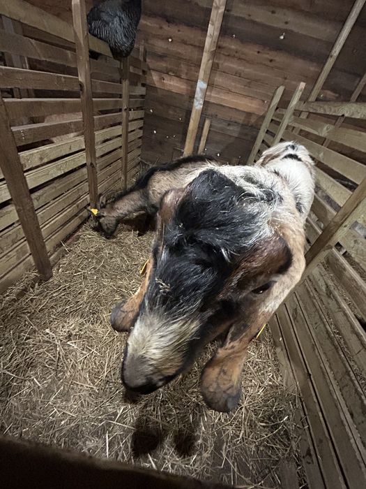 Sprzedam stado koz i owiec