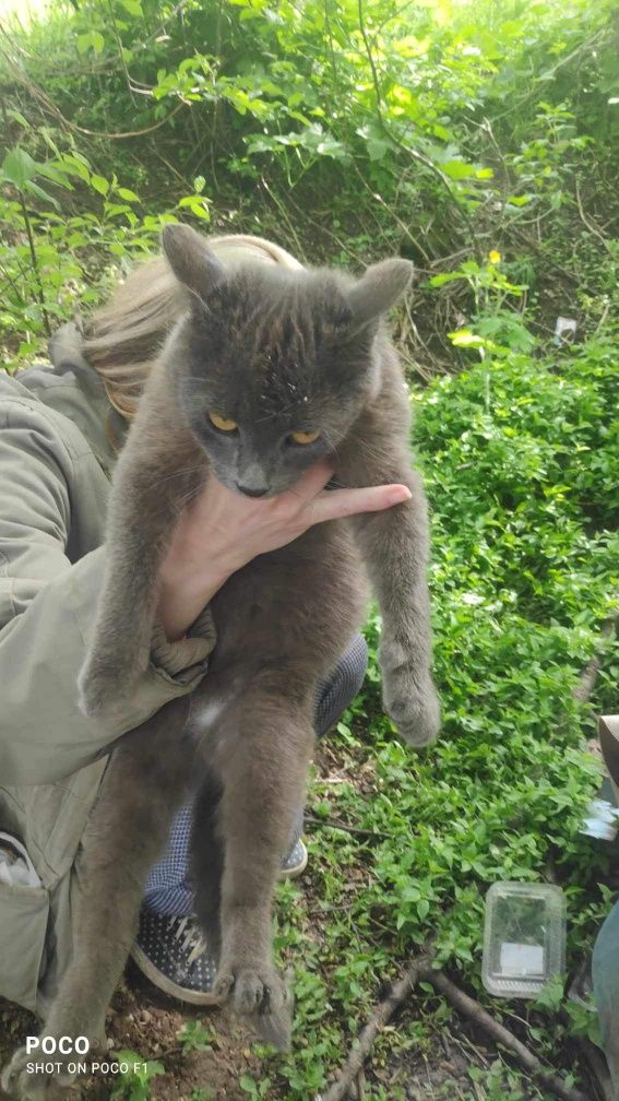 Сірий блакитний котик (6 місяців) шукає дім! Віддам в хороші руки!