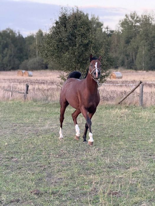 Ogier arabski arab 3, 4 lata gniady siwy