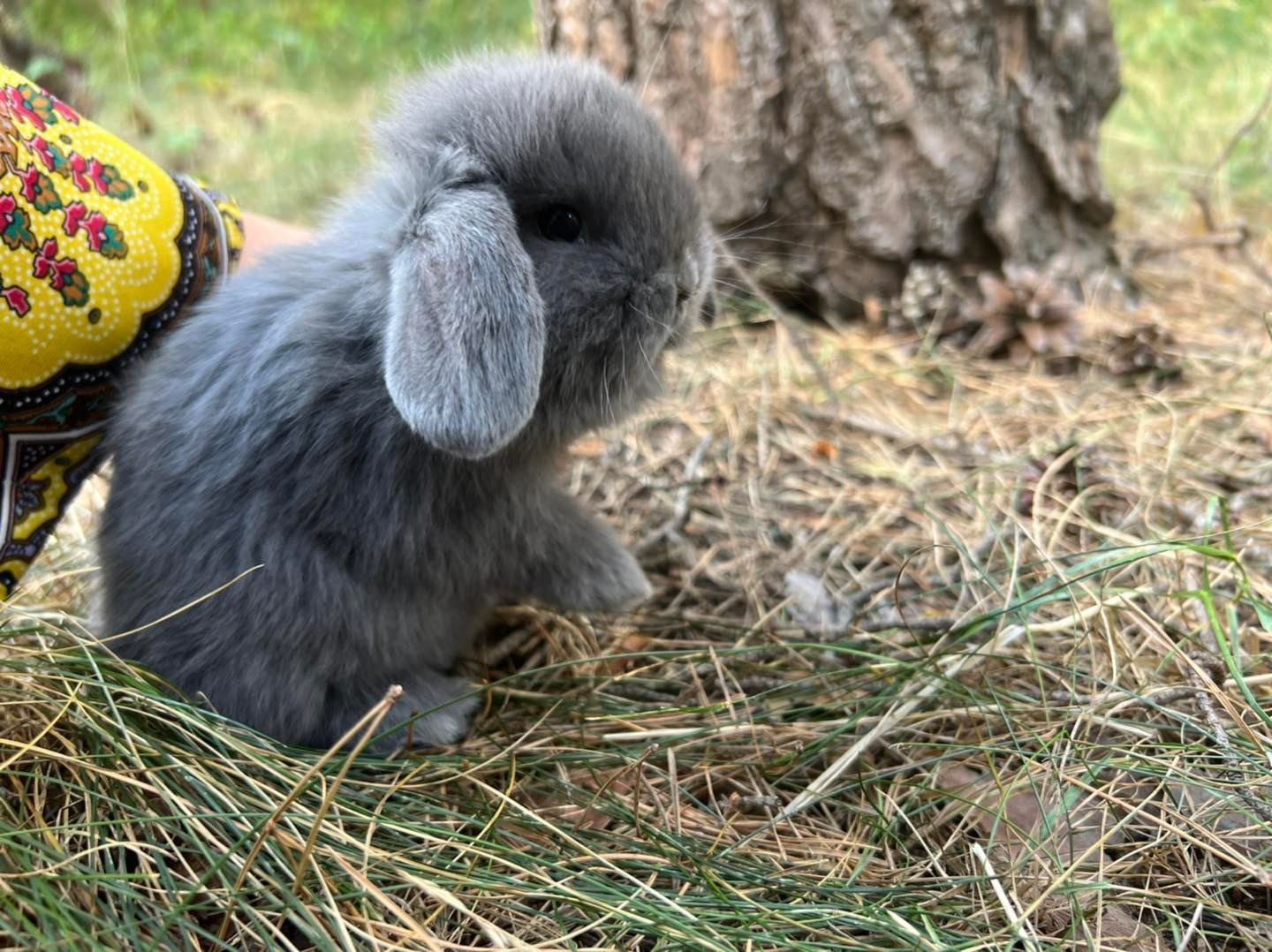 Mini lop teddy karzełek króliczki miniaturowe z legalnej hodowli