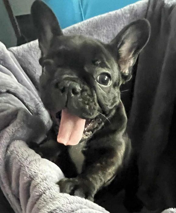 Buldog Francuski  Piękna Suczka