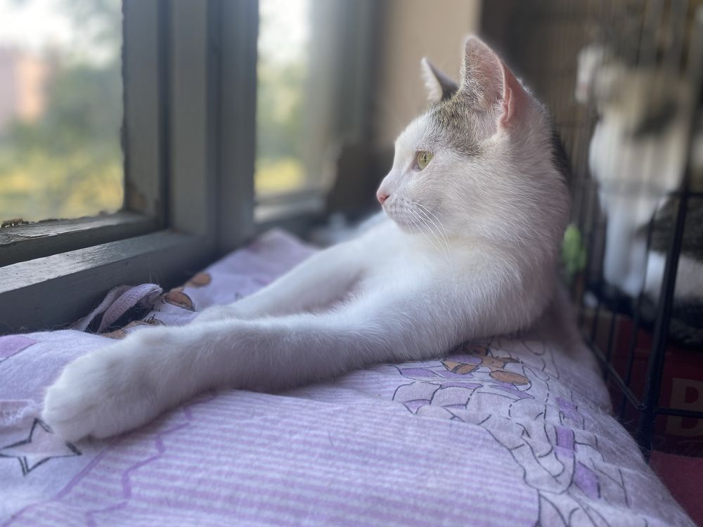 Pokochaj Puszka - kocurek do adopcji