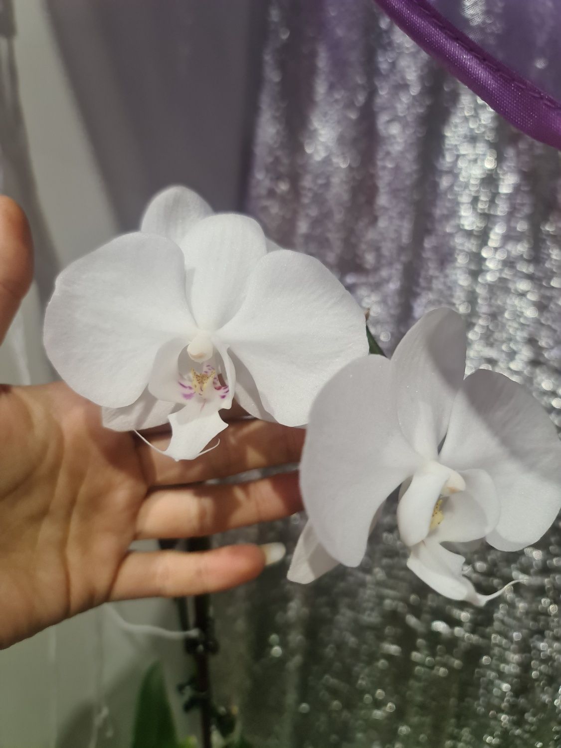 Орхидея белая. Орхідея. Не цвіте