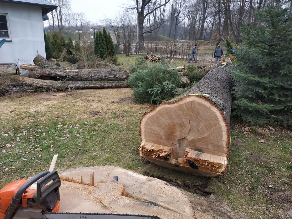 WYCINKA / Pielęgnacja Drzew TRUDNYCH metodą Alpinistyczną ( zwyżka )