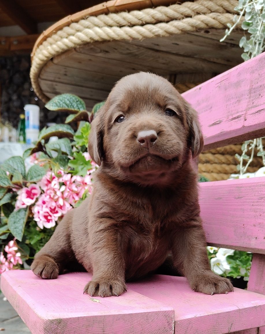 Labrador Czekoladowy