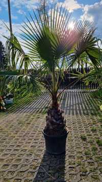 Palma waschyngtonia robusta yucca rostrata