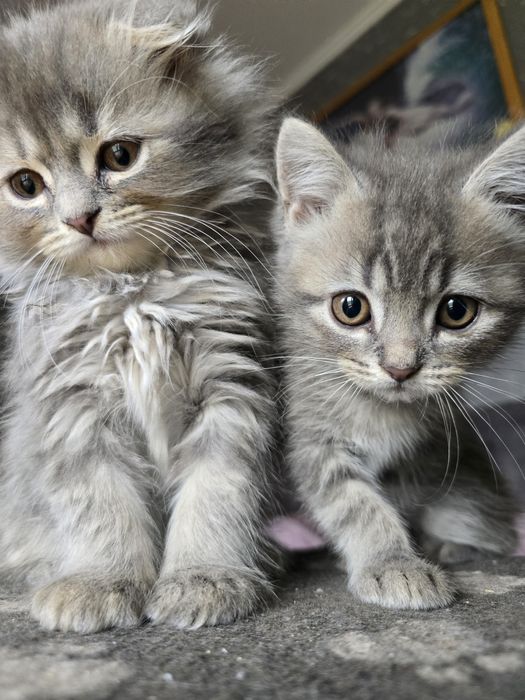 Шотландська прямовуха дівчинка.Шотладські кошенята.