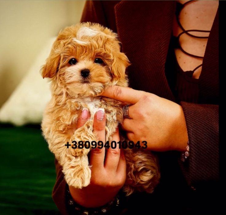 SUPER VIP цуценя хлопчик красунчик мальтіпу ф1. Мальтіпу. Мальтипу.