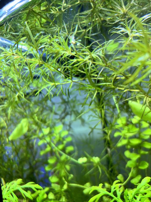 Najas guadalupensis ( łatwa roślina akwariowa )