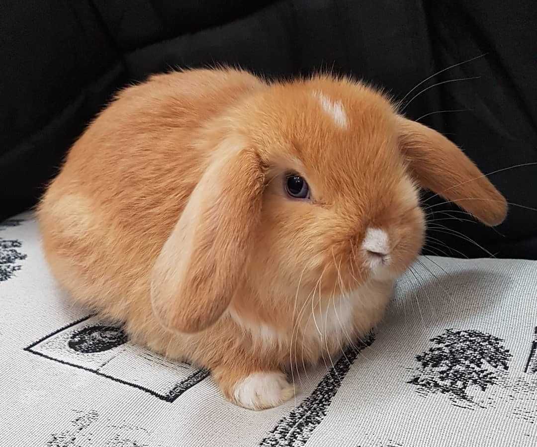 KIT Coelhos anões orelhudos, mini lop adoráveis e super dóceis