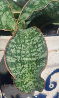 Sansevieria Elliptica" Horwood" liliputana