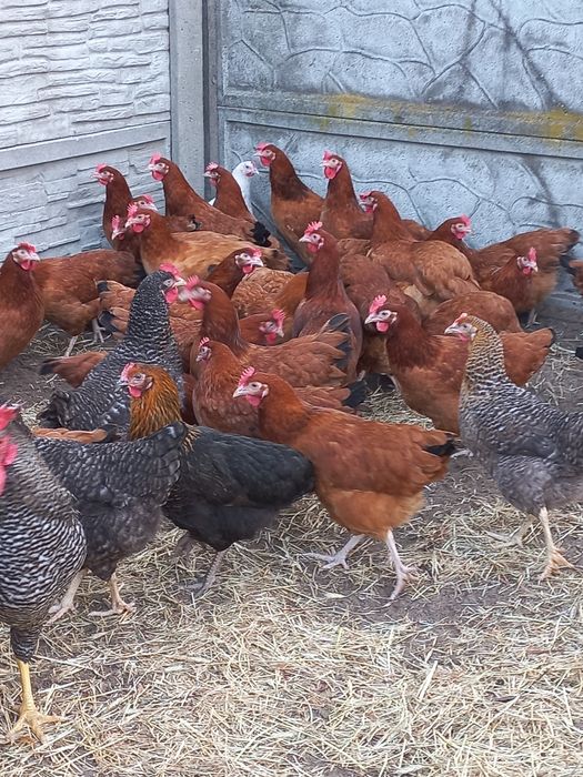 Kury Nioski Rosa i Leghorn 24 tygodnie! Wysyłka od 10 sztuk.