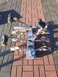 Bagażnik rowerowy na 3 rowery Spinder Falcon RC-3-F.